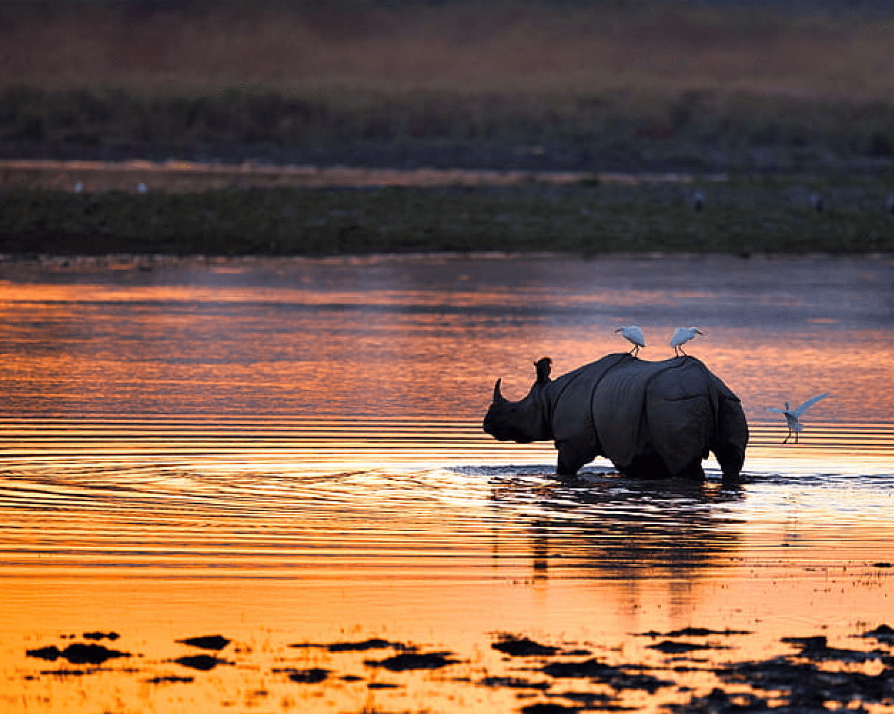 Kaziranga National Park Image
